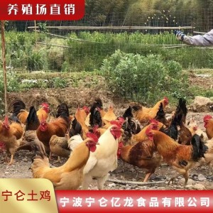 農家散養家禽 冷凍肉類 現宰生鮮寧侖雞肉現貨