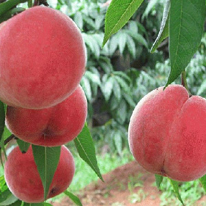 巨型桃子樹占地果樹 桃樹種植基地原產地直發