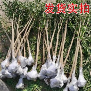 宇桐苗木石榴樹樹苗突尼斯軟籽庭院果樹種植盆栽地栽自有果園